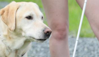 A guide dog stands next to his handler